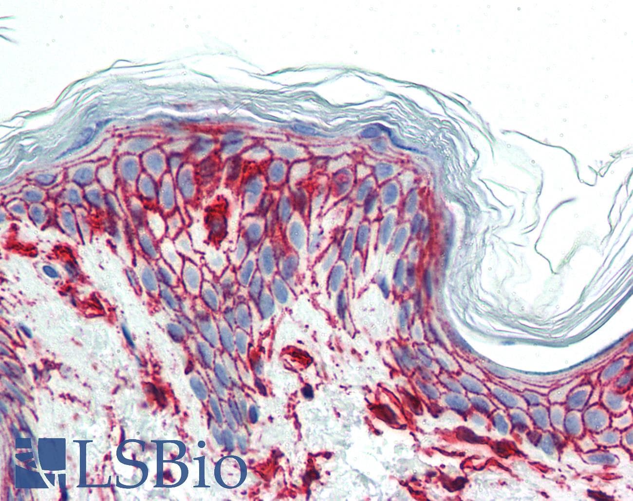 PathPlus™ CD44 Antibody (clone MEM-85)