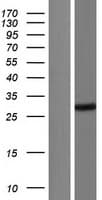 IF3mt / MTIF3 Protein (Over-Expression Lysate Myc-DDK (Flag))