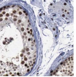 STAG3 Antibody