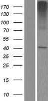 SLC35E2 Protein (Over-Expression Lysate Myc-DDK (Flag))