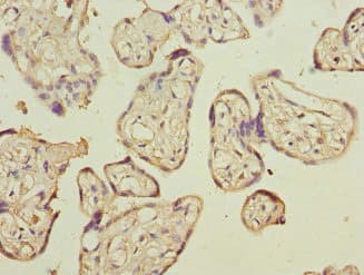 CD200 Antibody