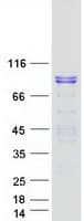 Human BEGAIN Protein (Recombinant Myc-DDK (Flag))