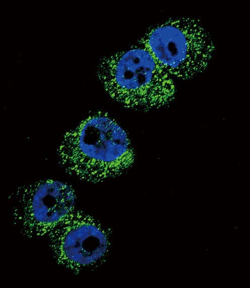 IHC-plus™ DBH/Dopamine Beta Hydroxylase Antibody (aa27-56)