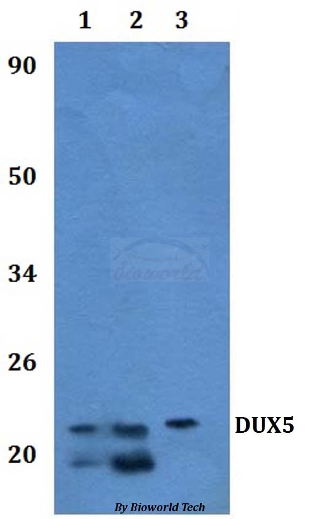 DUX5 Antibody