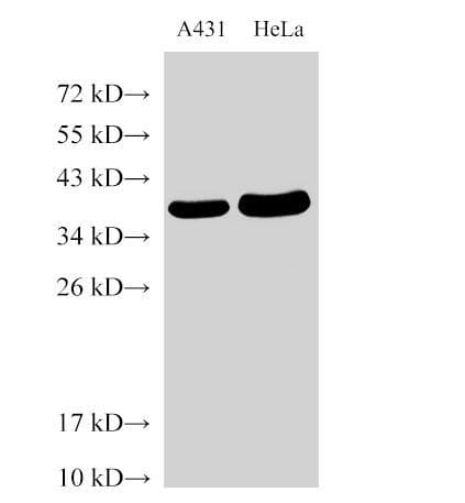 GAPDH Antibody