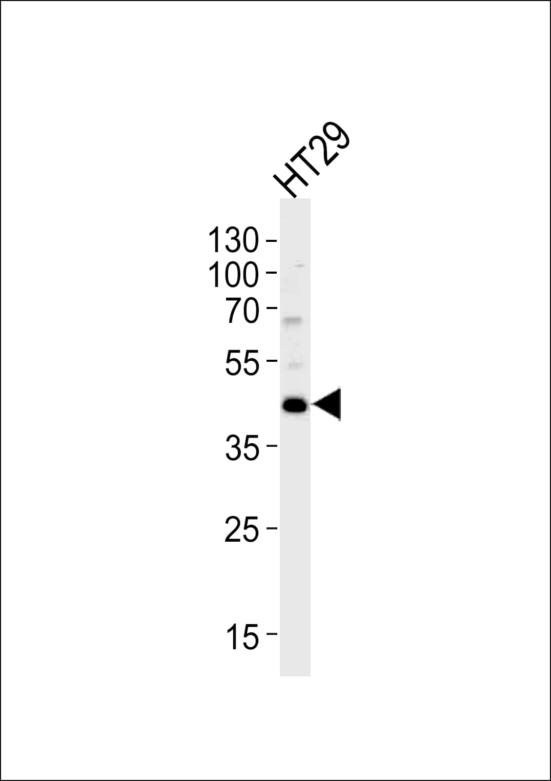 KLF4 Antibody