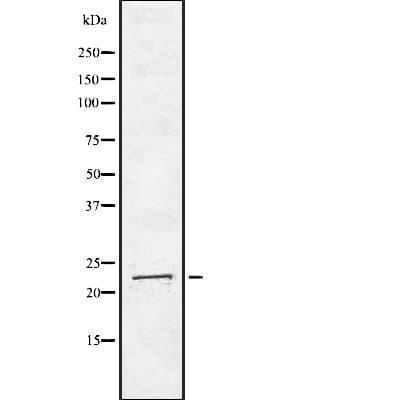 ARL4A / ARL4 Antibody