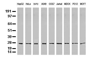 PSMA6 Antibody (clone UMAB102)