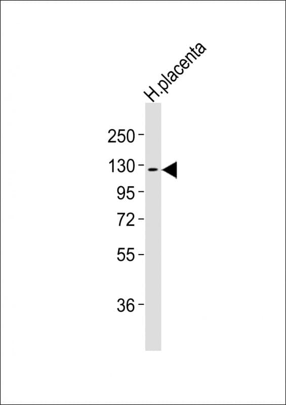 CSF1R / CD115 / FMS Antibody (clone 1486CT328.53.37)