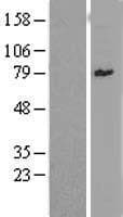 ZSCAN12 Protein (Over-Expression Lysate Myc-DDK (Flag))