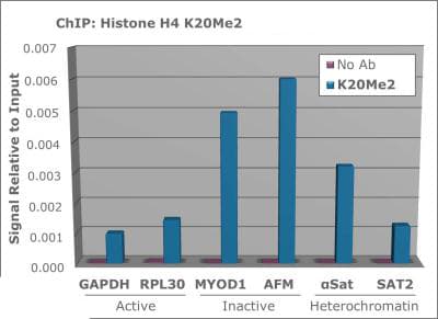 HIST4H4 Antibody (Me2-Lys20)