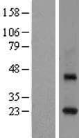 RAB3C Protein (Over-Expression Lysate Myc-DDK (Flag))