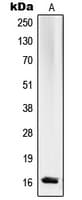Polyclonal Rabbit anti-Human RPL27A Antibody (C-Terminus, IF, WB)