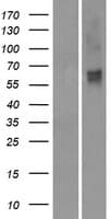 Human OR2M2 Protein (Over-Expression Lysate Myc-DDK (Flag))