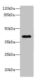 Polyclonal Rabbit anti-Bovine DCN / Decorin Antibody (WB)