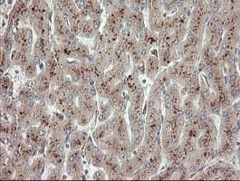 UBE2J1 Antibody (clone OTI1C7)
