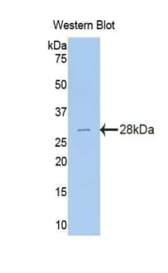 IL34 Antibody (aa21-235, FITC)