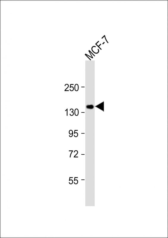 GIGYF2 Antibody (aa835-869)