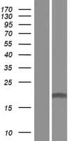 EFCAB1 Protein (Over-Expression Lysate Myc-DDK (Flag))