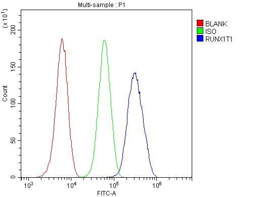 RUNX1T1 / ETO Antibody