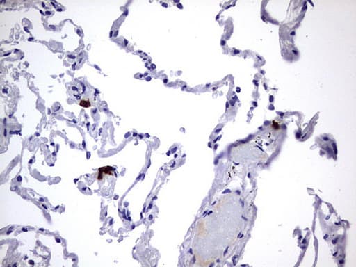 USP48 Antibody (aa361-743, clone OTI1F10)