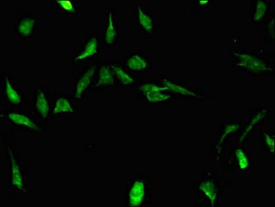 STRBP / SPNR Antibody