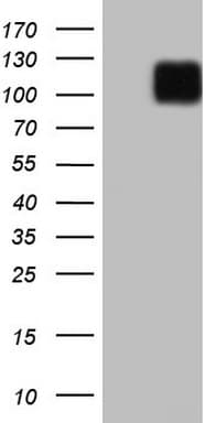 LPIN3 / Lipin-3 Antibody (clone OTI3H3)