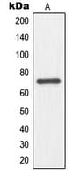 Polyclonal Rabbit anti-Human NFE2L3 Antibody (Internal, WB)
