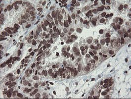 CHN1 Antibody (clone OTI2G6)