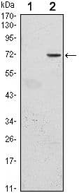 GFI1 Antibody (clone 5D7)
