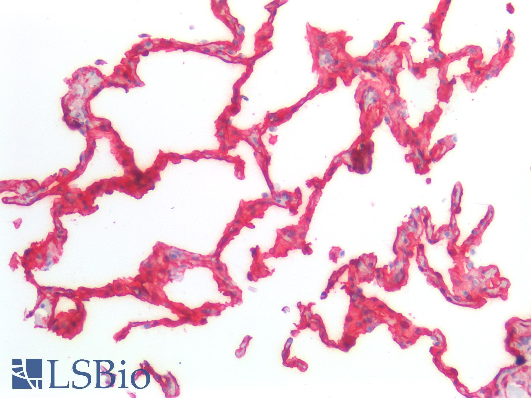 PathPlus™ CAV1 / Caveolin 1 Antibody (aa1-104)