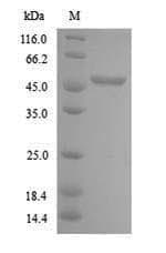 Arabidopsis thaliana CYCB2-2 Protein (Recombinant 6His, N-terminus)