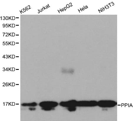 PPIA / Cyclophilin A Antibody