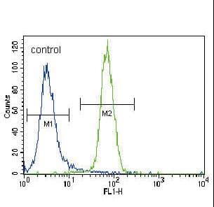 CBFA1 / RUNX2 Antibody (Ser533)