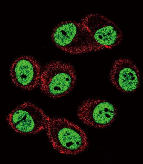 Polyclonal Rabbit anti-Human BMI1 / PCGF4 Antibody (IHC, IF, WB)