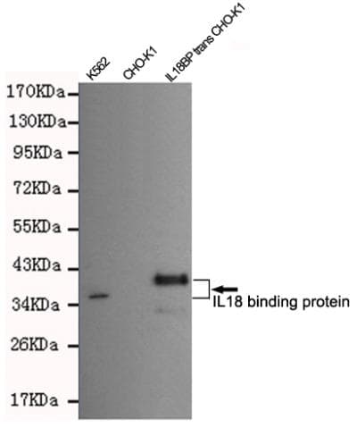 IL18BP Antibody