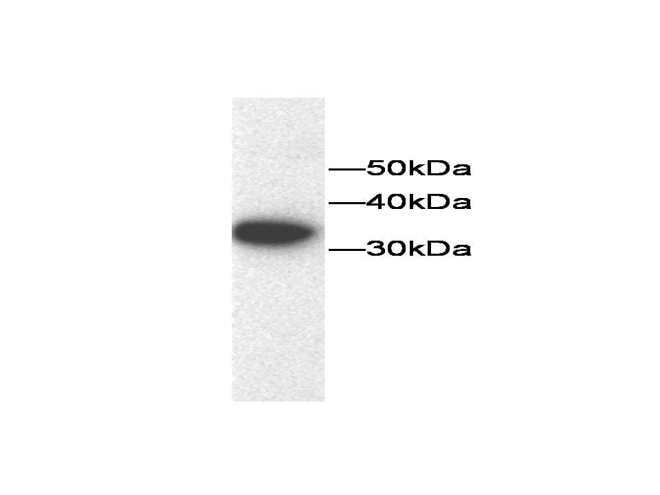 TXN / Thioredoxin / TRX Antibody
