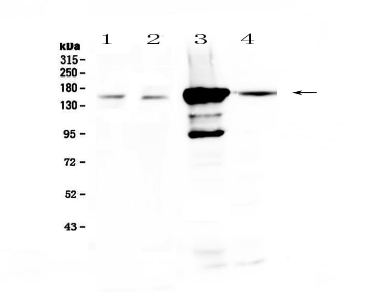 PRX / Periaxin Antibody