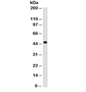 KRT18 / CK18 / Cytokeratin 18 Antibody (clone B23.1, Azide-free, BSA-free)