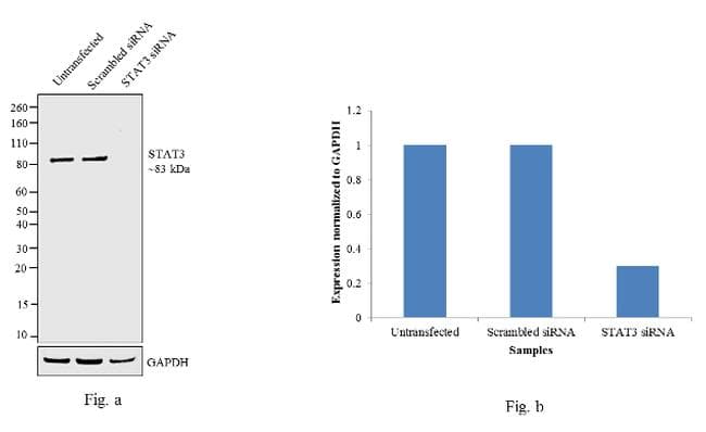 STAT3 Antibody (clone 3B5)