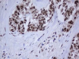 JUN / c-Jun Antibody (clone OTI2A9)
