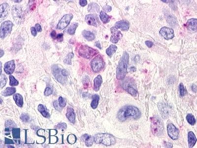 PathPlus™ RXFP4 / GPR100 Antibody (C-Terminus)