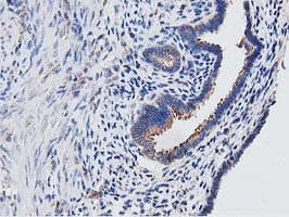 OGFOD1 Antibody (clone OTI1F4, Carrier-free)