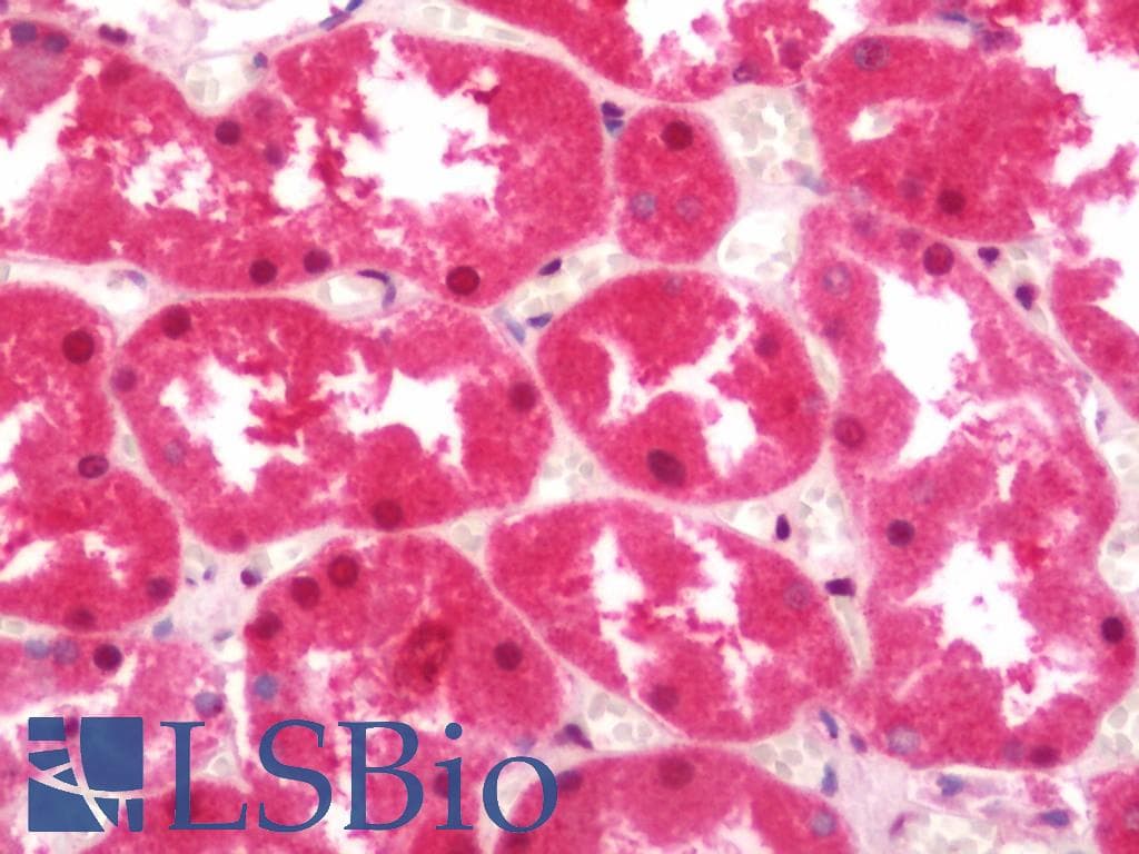 IHC-plus™ P2RX7 / P2X7 Antibody