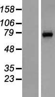CNGA3 Protein (Over-Expression Lysate Myc-DDK (Flag))