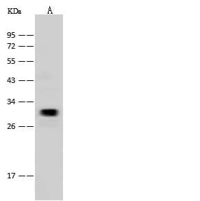 Polyclonal Rabbit anti-Mouse IGFBP1 Antibody (Preservative Free, WB)