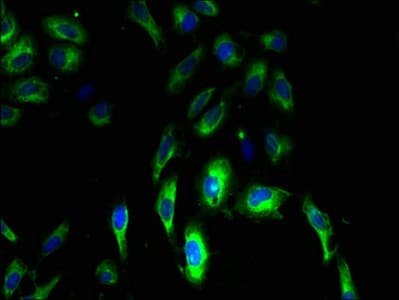 CLRN3 Antibody