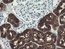 FTCD / 58K Golgi Protein Antibody (clone OTI4F5)
