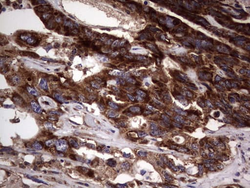 DOCK8 Antibody (aa832-1160, clone OTI4H10)
