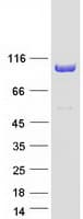 Human OSBPL9 Protein (Recombinant Myc-DDK (Flag))